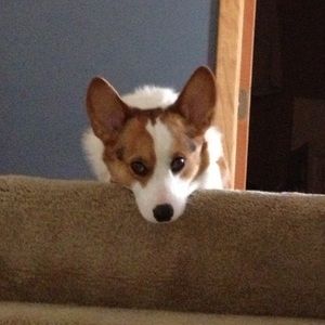 Meet your Posher, Carter